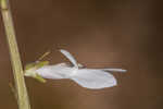 White lobelia